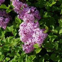 Lilak Meyera 'Palibin' (Syringa meyeri) Doniczka 2.0L