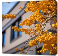 Obraz 70x70cm Złote Jagody