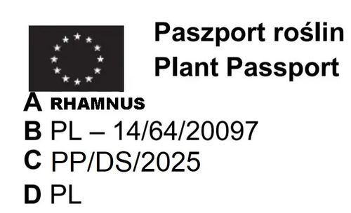 SZAKŁAK POSPOLITY - sadzonki 70 / 100 cm na Arena.pl