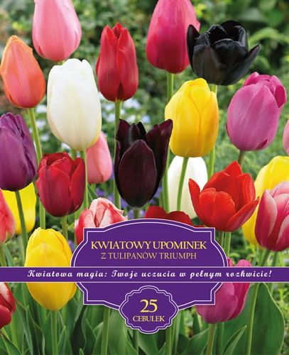 Zestaw Prestige Tulipany polskie triumph mix 25 szt. IDEALNY NA na Arena.pl