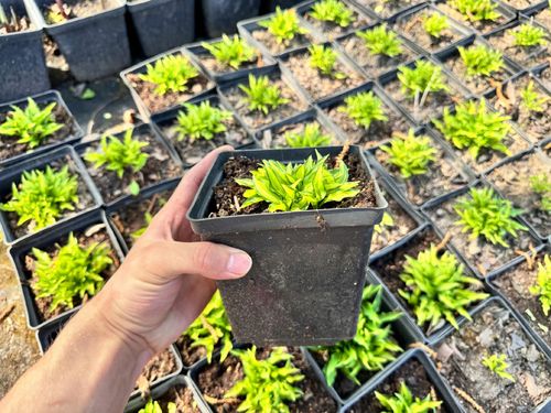 Funkia Hosta 'Teeny Weeny Bikini' Miniaturka W DONICZCE 2.0L na Arena.pl