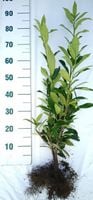 Laurowiśnia Caucasica sadzonki na żywopłot 60-80 cm KILKUPĘDOWE PAKIET