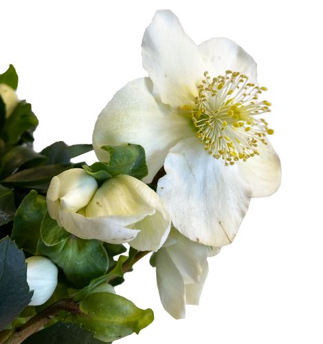 CIEMIERNIK Helleborus 30 cm na Arena.pl