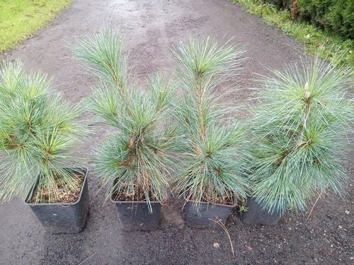 Sosna Schwerina Wiethorst 30-50cm C2 na Arena.pl