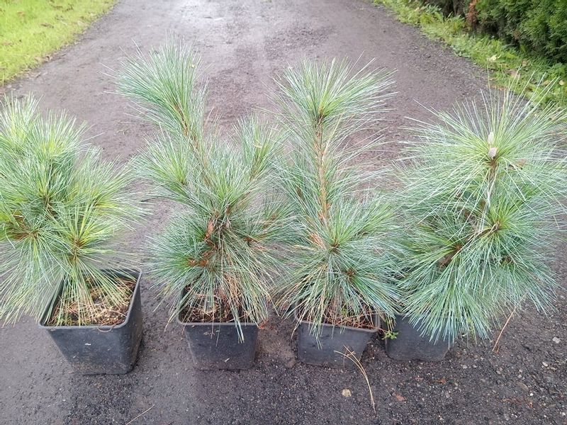 Sosna Schwerina Wiethorst 30-50cm C2 zdjęcie 6