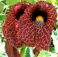 KOKORNAK pnącze ARISTOLOCHIA MACROPHYLLA odporna na mróz - sadzonki 80 cm