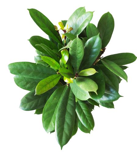 Fikus (Ficus) CYATHISTIPULA  130 cm na Arena.pl