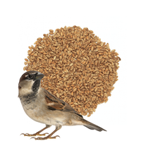 Pszenica - zdrowe zboże pełne błonnika, witamin i minerałów dla ptaków 1 kg