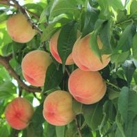 BRZOSKWINIA HARNAŚ SAMOPYLNA MROZOODPORNA DRZEWKO OWOCOWE SADZONKA