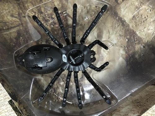 Wildroid Tarantula na Arena.pl