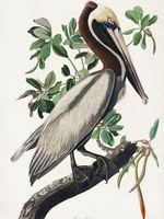 Plakat 75x100cm Pelikan Brunatny, J.J.Audubon, Vintage do Salonu