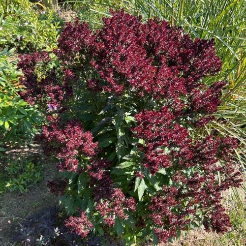 Floks wiechowaty 'Blind Lion' NOWOŚĆ (Phlox paniculata) Doniczka 2.0L na Arena.pl