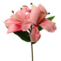 Liliowiec pojedynczy x3 łososiowy róż