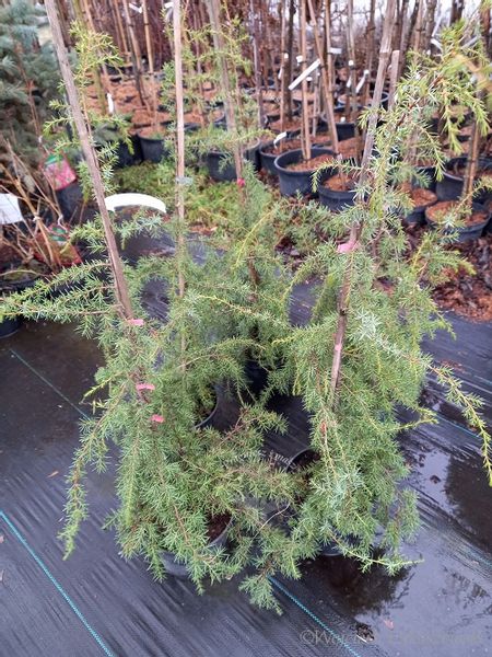 Jałowiec Oblonga Pendula sadzonka soliter rabata zdjęcie 5