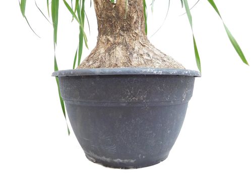 NOLINA - STOPA SŁONIA 85 cm na Arena.pl