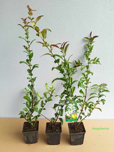 Pigwowiec okazały 'Nivalis' (Chaenomeles) w C2, wysokość 50-70 cm na Arena.pl