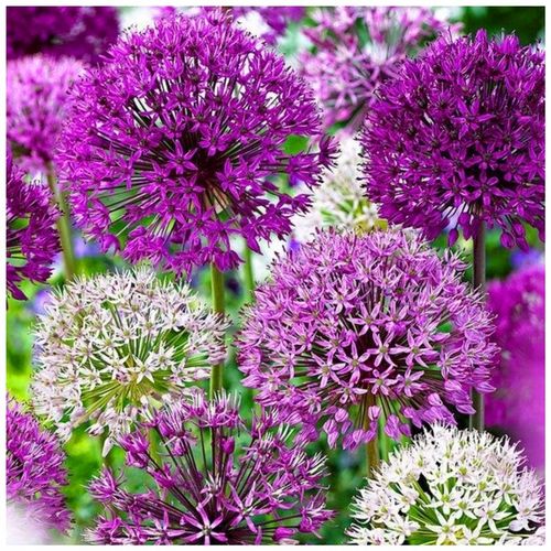 ALLIUM CZOSNEK OLBRZYMI OZDOBNY MIX cebulki 20 szt. + GRATIS na Arena.pl