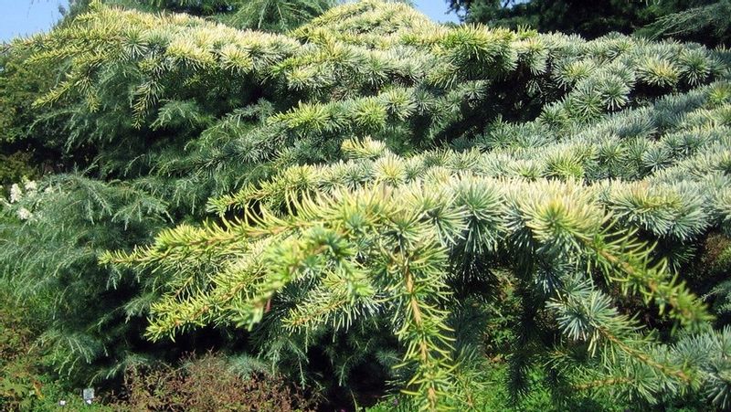 Cedr libański Atlantica Aurea 90-110cm C4 zdjęcie 1