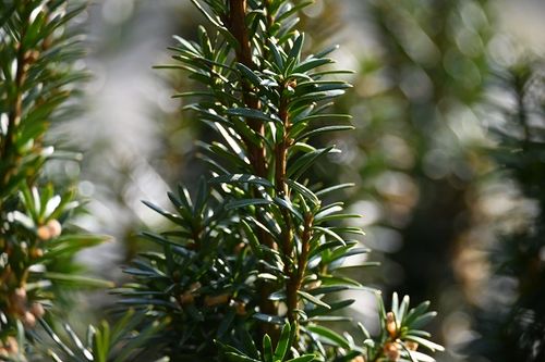 Cis pośredni Wojtek - Taxus media na Arena.pl