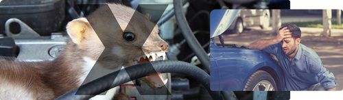 SAMOCHODOWY ODSTRASZACZ GRYZONI KUN SZCZURÓW MYSZY SKUTECZNY I na Arena.pl