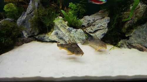 24 KG BIAŁY PIASEK KWARCOWY ŻWIR AKWARIUM 0,1-0,5 na Arena.pl