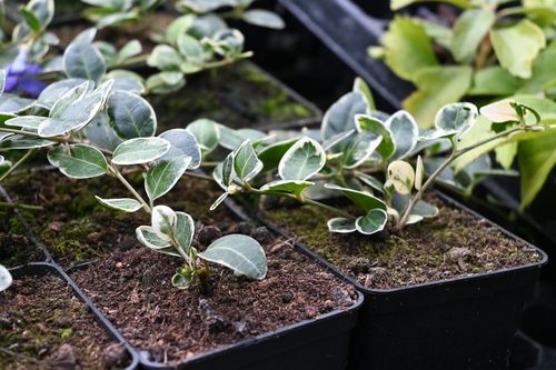 Barwinek mniejszy Ralph Shugart - Vinca minor na Arena.pl