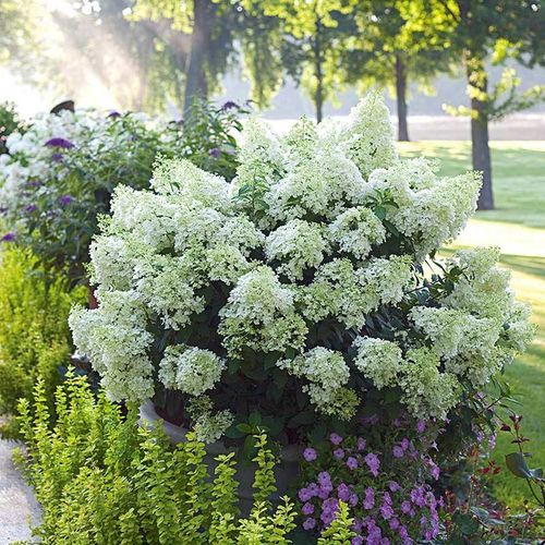 Hortensja bukietowa Bobo ® P9 E na Arena.pl