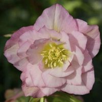 CIEMIERNIK WSCHODNI DOUBLE ELLEN PINK - sadzonki w doniczkach