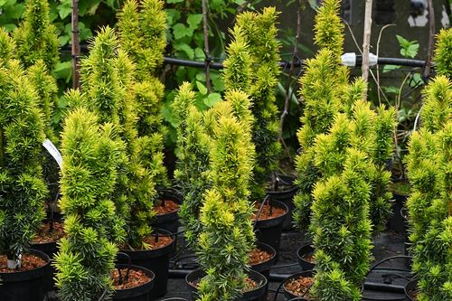 Cis pospolity David - Taxus baccata na Arena.pl