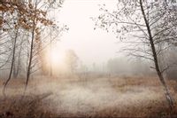 Fototapeta Las we Mgle Łąka NATURA do Salonu 135x90