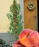 Brzoskwinia kolumnowa HARNAŚ DUŻE OWOCE SŁODKIE ODPORNA NA MRÓZ