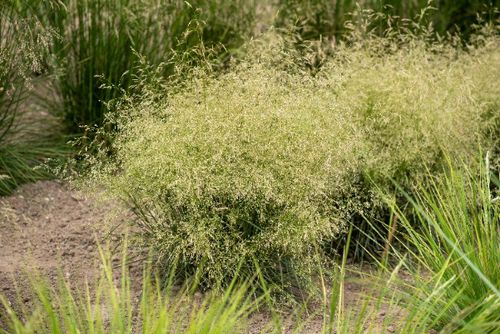 Śmiałek darniowy 'Palava' Rabata Skalniak (Deschampsia caespitosa)  1.0L na Arena.pl