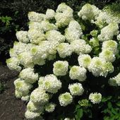Hortensja Bukietowa MAGICAL MONT BLANC 10-20cm Kolorowe Kwiatostany