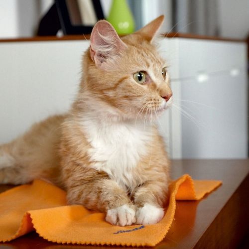 ściereczka do kurzu vileda z mikrofibry 1 szt. na Arena.pl