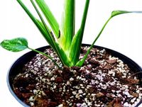 15L Lekkie podłoże PREMIUM do monster itp BIGOS ziemia do roślin MIX