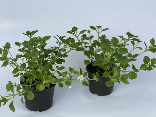 5x Bakopa Bacopa Sutera biała, sadzonki na Arena.pl