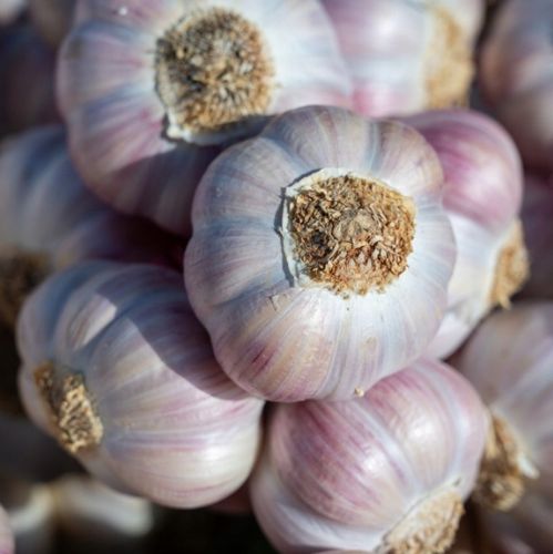Czosnek zimowy Harnaś świeży Polski 1kg Do sadzenia i jedzenia zimowy na Arena.pl