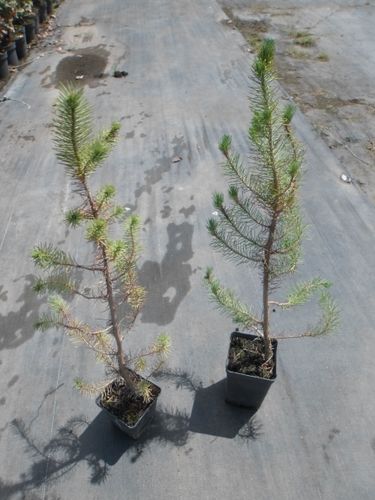 Sosna pinia pinus pinea P9 na Arena.pl