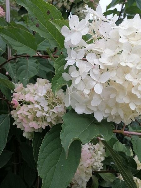 Hortensja bukietowa Grandiflora-Hydrangea paniculata zdjęcie 2