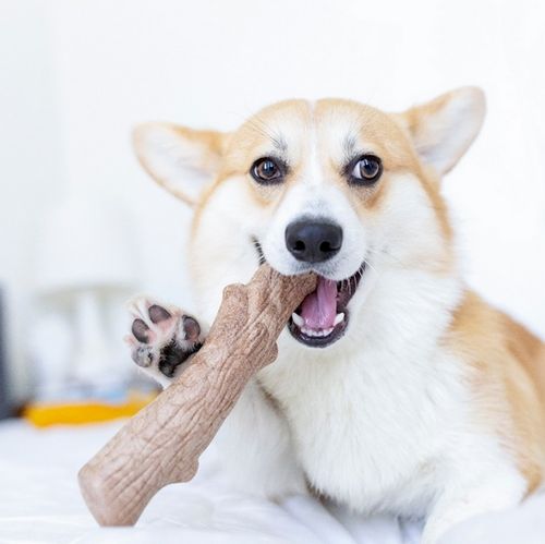 Petstages Dogwood Medium Patyk Ps218 na Arena.pl