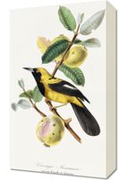 Obraz 30x50cm Jacamar, Paul Gervais Vintage do Salonu