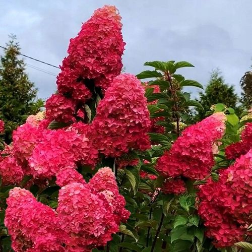 HORTENSJA bukietowa FRAISE MELBA, NEONOWA CZERWIEŃ DUŻA, 3 LETNIA na Arena.pl