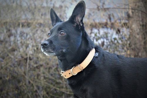 OBROŻA DLA PSA Z IMIENIEM GRAWEREM SKÓRZANA 33-41cm na Arena.pl