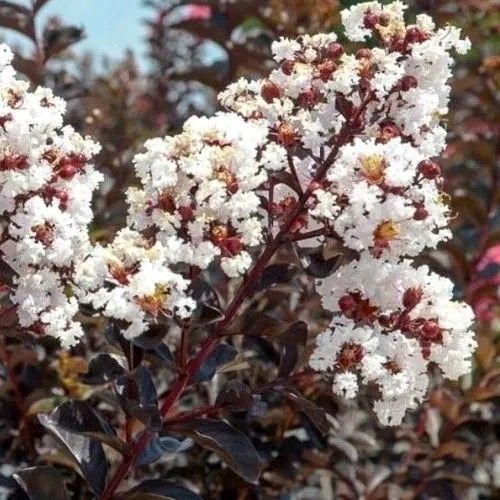 LAGERSTROEMIA BIAŁA czerwony liść - sadzonki 50 / 70 cm na Arena.pl