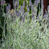 Lawenda wąskolistna 'Dwarf Silver' (Lavandula angustifolia) Doniczka 1.0L