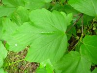 klon zielony DUŻE SADZONKI 120 cm