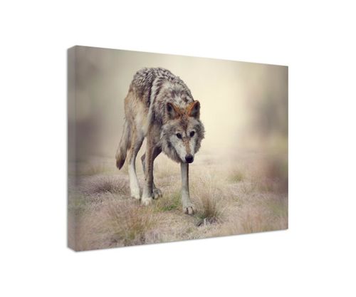 Obraz na płótnie - Canvas, Skradający się wilk 40x60 na Arena.pl