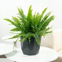 PAPROĆ PAPROTKA Nephrolepis Nefrolepis GĘSTA BUJNA ZIELONA ZDROWA