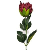 Protea pojedyncza wiśniowa