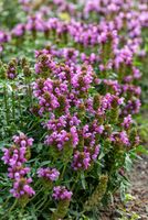 Głowienka Gruss aus Isernhagen - Prunella hybrida